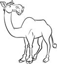 Line drawing a camel - Vector illustration Royalty Free Stock Photo