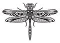 Line drawing of for dragonfly stickers, tattoos and designs