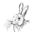Line drawing of the head of the rabbit Royalty Free Stock Photo