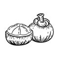 Line Drawing of Mangosteen -Simple line Vector