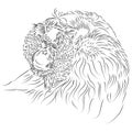 Line Drawing of Pongo pygmaeus, Bornean Orangutan, primate Royalty Free Stock Photo