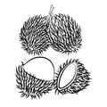 Line Drawing of Rambutan -Simple line Vector