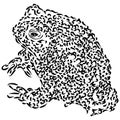 Line Drawing of Wyoming Toad