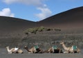 A line of dromedary camels on hills of black ash Royalty Free Stock Photo
