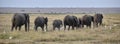 Line of Elephants, Amboseli National Park, Kenya Royalty Free Stock Photo