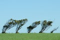 Eucalypt trees growing bent over due to strong winds.
