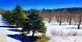 Line of evergreen trees and shadows with apple orchard and snow in central maine Royalty Free Stock Photo