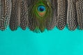 Line of feathers of guinea fowl and peacock`s one on blue background copy space