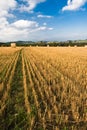 Line in field Royalty Free Stock Photo