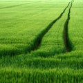 Line in Field