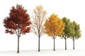 Trees Representing the Four Seasons Royalty Free Stock Photo