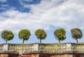 Line of five trees Royalty Free Stock Photo