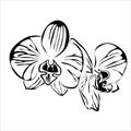 Line flower orchid vector image.