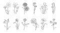 Line flowers. Abstract continuous outline floral decorative graphic collection, minimalistic hand drawn plants with