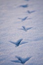 Line of footprints in snow.