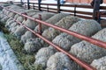 Line formation of group of sheep eating grass from a pen