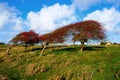 a line of four windswept Ripe red hawthorn berry bush, Crataegus monogyna in a field Royalty Free Stock Photo