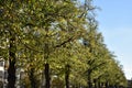 Line of green fall trees in a park in Charlottenburg Berlin Germany
