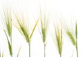 Line of green rye- grain Royalty Free Stock Photo