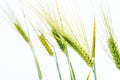 Line of green rye- grain Royalty Free Stock Photo