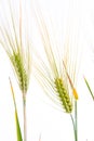 Line of green rye- grain Royalty Free Stock Photo