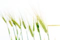 Line of green rye- grain Royalty Free Stock Photo