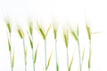 Line of green rye- grain Royalty Free Stock Photo