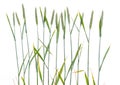 Line of green wheat- grain Royalty Free Stock Photo