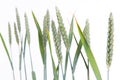 Line of green wheat- grain Royalty Free Stock Photo