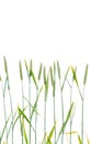 Line of green wheat- grain Royalty Free Stock Photo