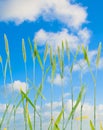 Line of green wheat- grainin front of blue sky Royalty Free Stock Photo