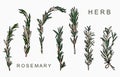 Line herbal collection with rosemary.Vector illustration for icon,sticker,printable and tattoo