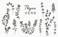 Line herbal collection with thyme.Vector illustration for icon,sticker,printable and tattoo