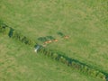 Line of horses in a green field seen from above
