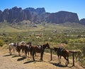 A Line of Horses at a Hitching Post Royalty Free Stock Photo