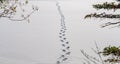 Line of human footprints on snow in the forest. Royalty Free Stock Photo