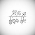Line icon gooseberry on stalk. Fresh nature berry. Royalty Free Stock Photo