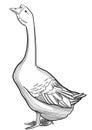 Goose, black and white line illustration