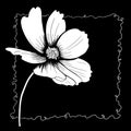 line ink drawing of cosmos flower on black background Royalty Free Stock Photo