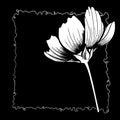 line ink drawing of cosmos flower on black background Royalty Free Stock Photo