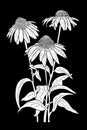 line ink drawing of cosmos flower on black background Royalty Free Stock Photo