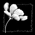 line ink drawing of cosmos flower on black background Royalty Free Stock Photo