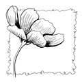 line ink drawing of cosmos flower in black and white Royalty Free Stock Photo