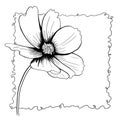 line ink drawing of cosmos flower in black and white Royalty Free Stock Photo