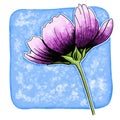 line ink drawing of cosmos flower with watercolor background Royalty Free Stock Photo