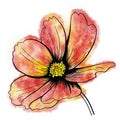 line ink drawing of cosmos flower with watercolor background Royalty Free Stock Photo