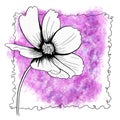 line ink drawing of cosmos flower with watercolor background Royalty Free Stock Photo
