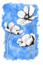 line ink drawing of cosmos flower with watercolor background Royalty Free Stock Photo