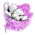 line ink drawing of cosmos flower with watercolor background Royalty Free Stock Photo