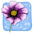 line ink drawing of cosmos flower with watercolor background Royalty Free Stock Photo